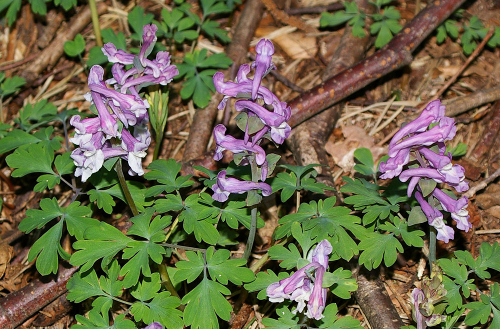 Corydalis cava / Colombina cava